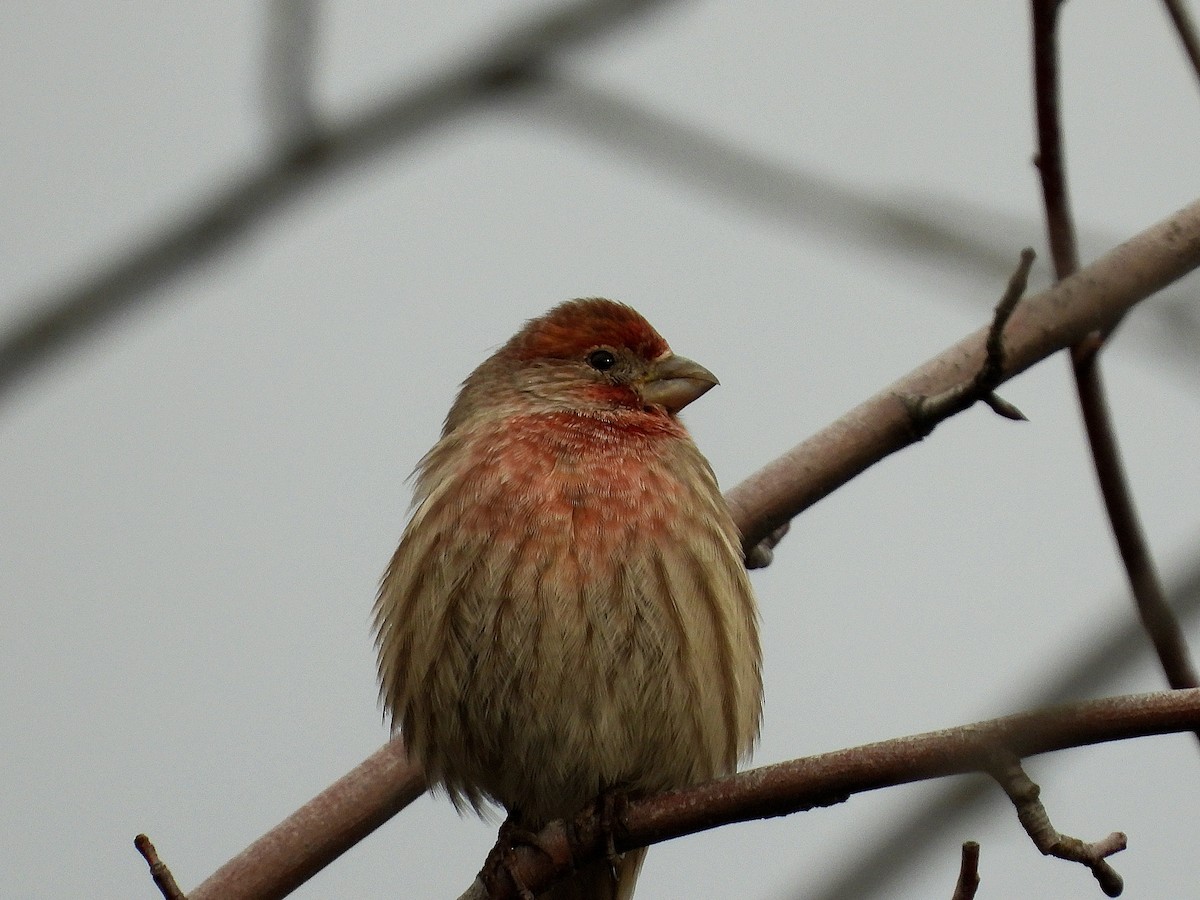House Finch - ML647387661