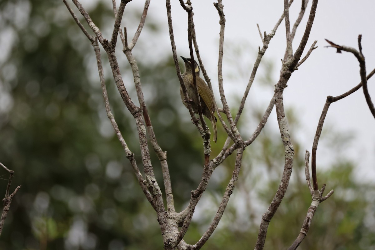 Lewin's Honeyeater - ML647387666