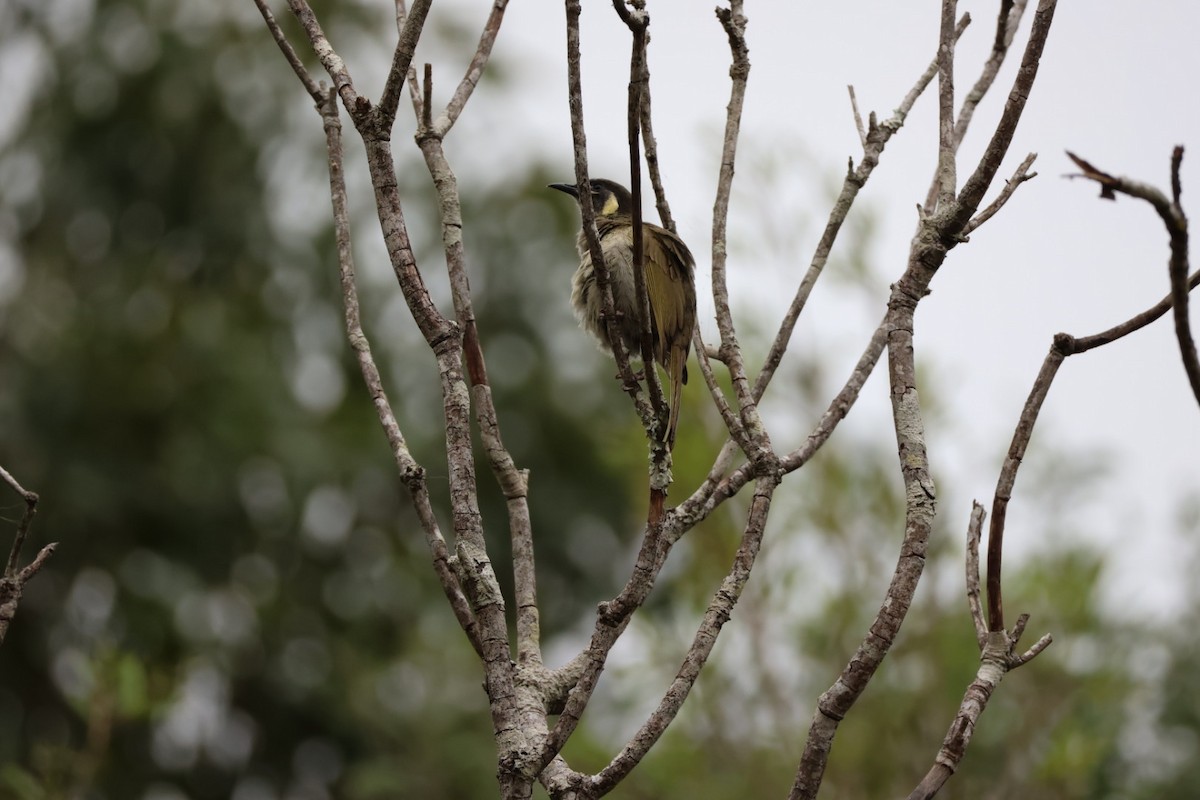 Lewin's Honeyeater - ML647387667