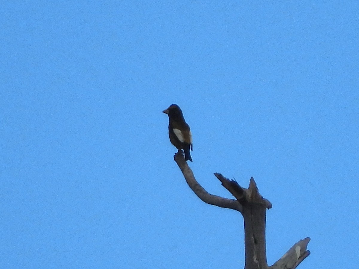 Evening Grosbeak - ML647387668