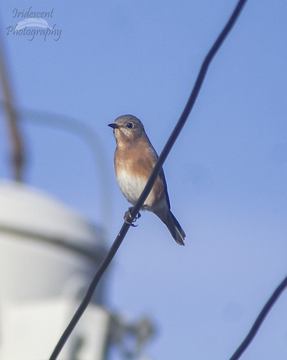 Eastern Bluebird - ML647387671