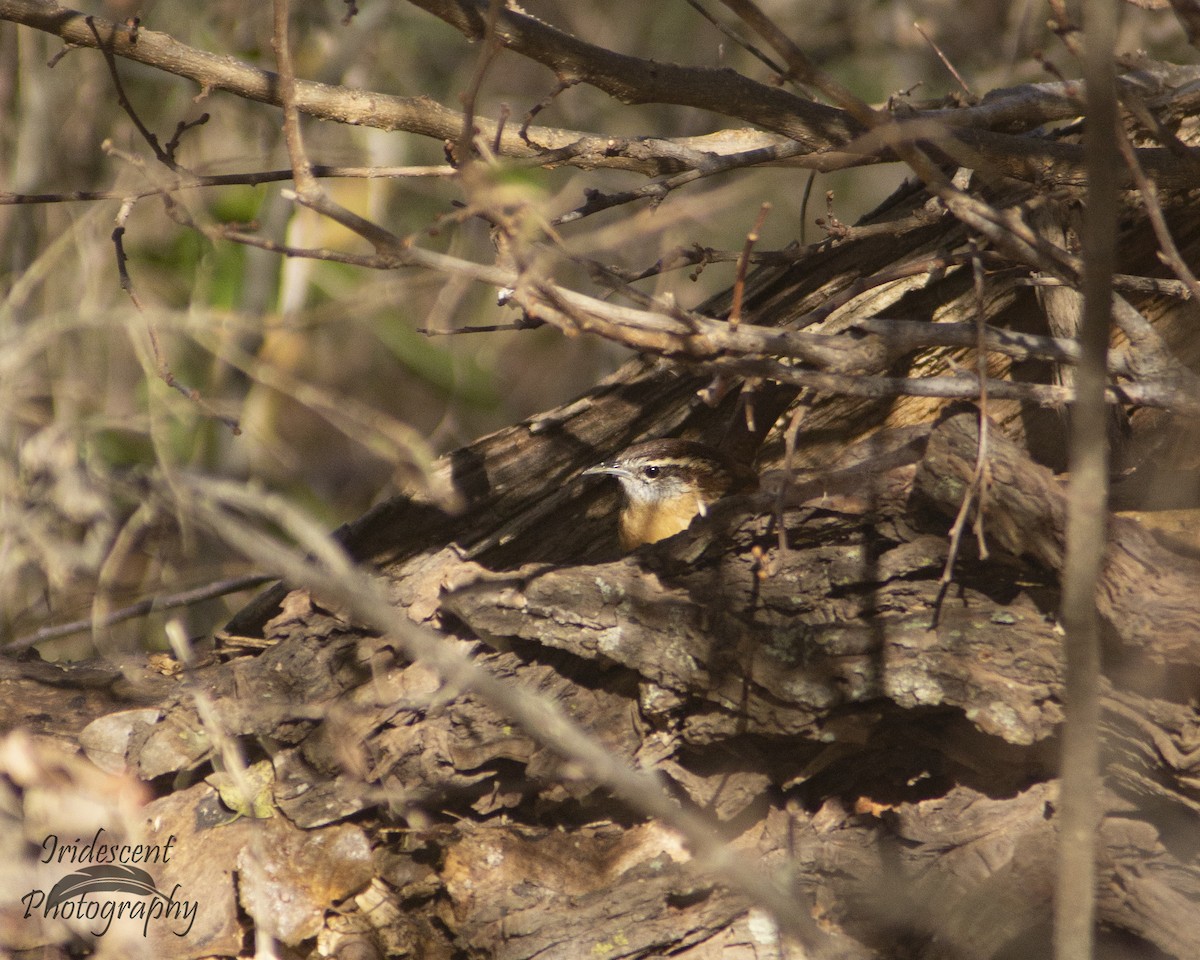 Carolina Wren - ML647387674