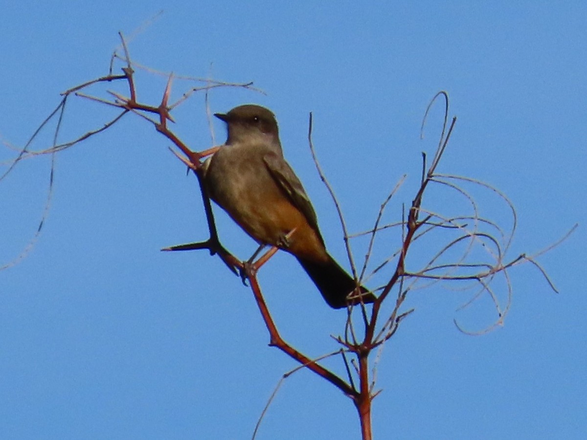 Рыжебрюхий фиби - ML647387675