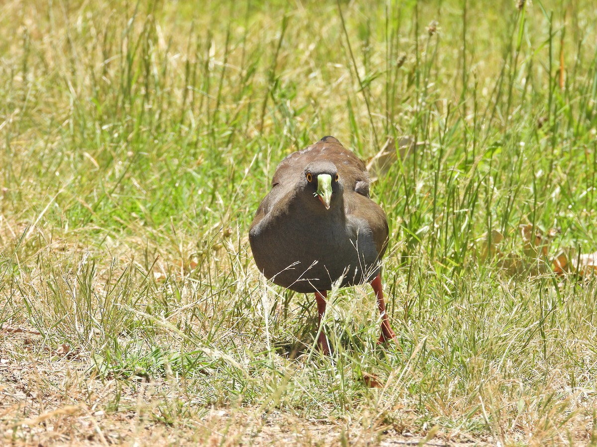 Black-tailed Nativehen - ML647387677