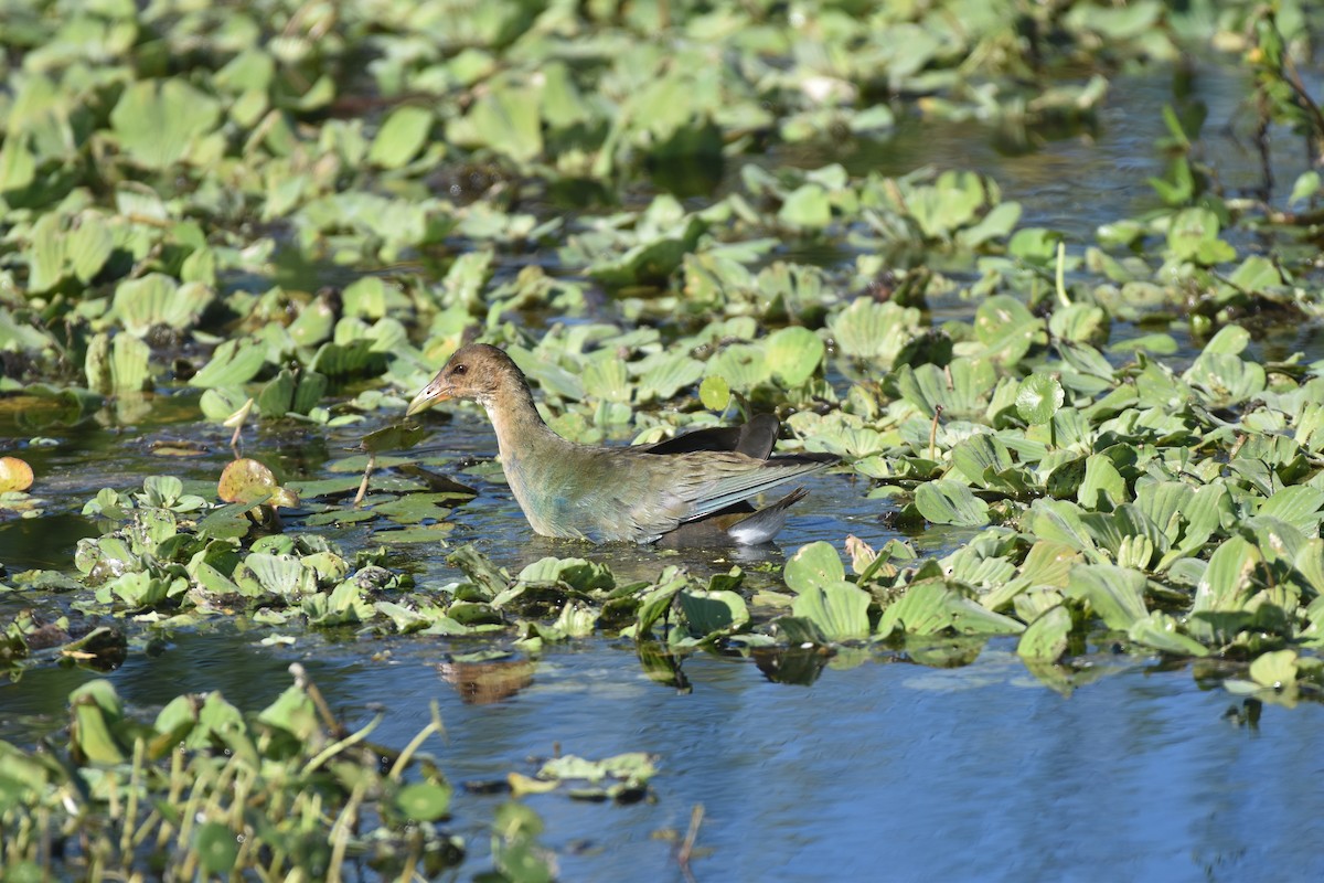 Purple Gallinule - ML647387678