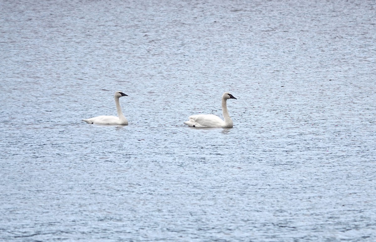 Trumpeter Swan - ML647387679