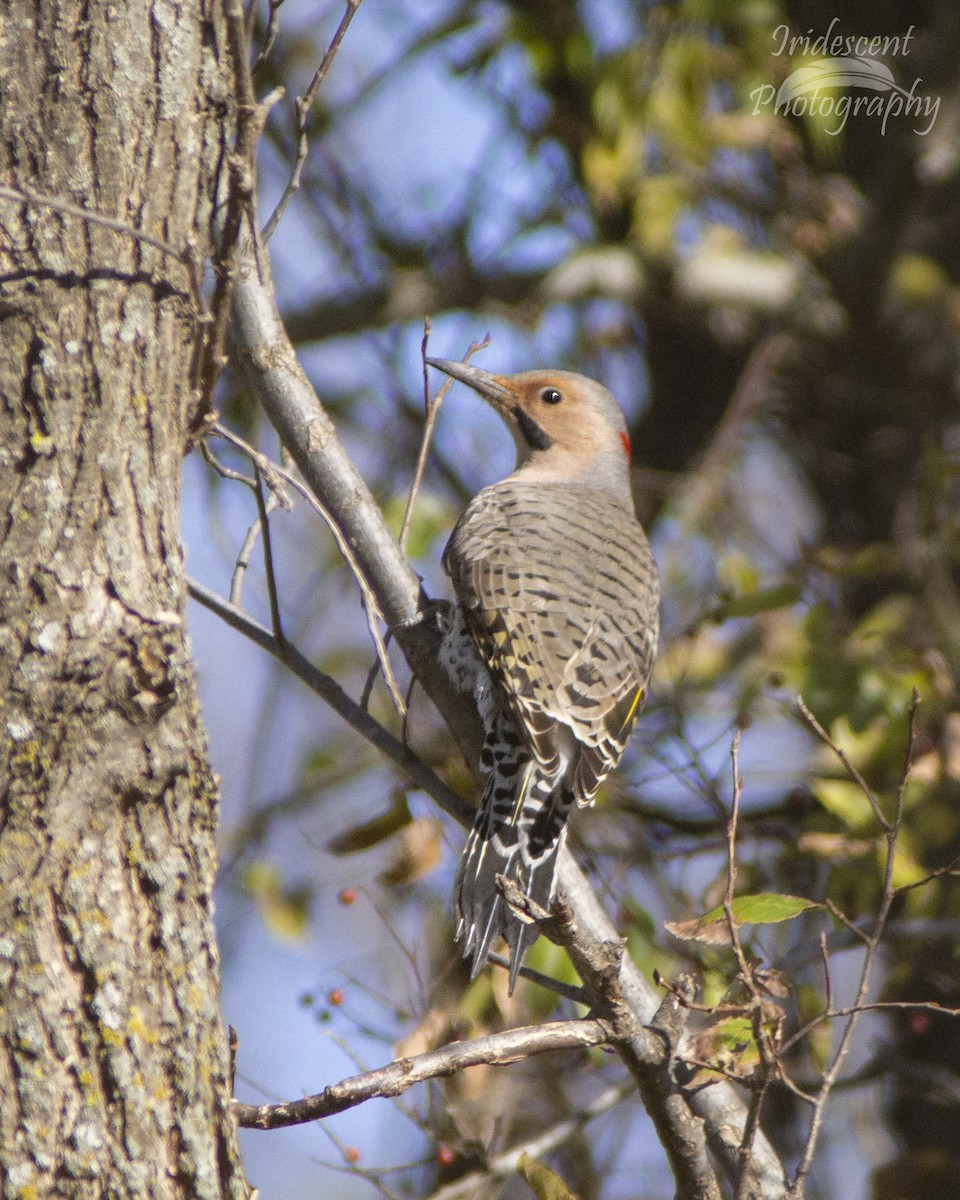 Northern Flicker - ML647387681