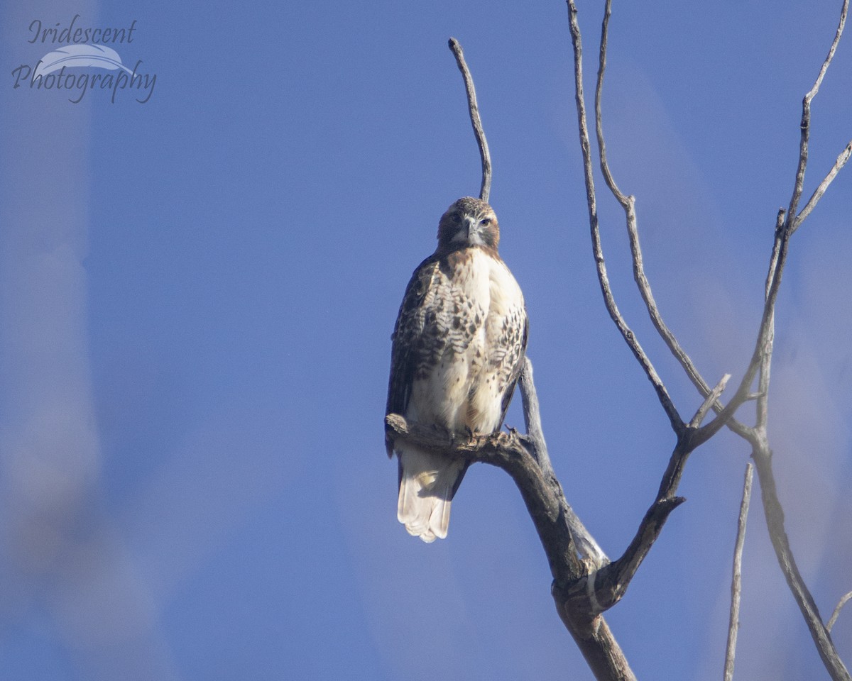 Red-tailed Hawk - ML647387682