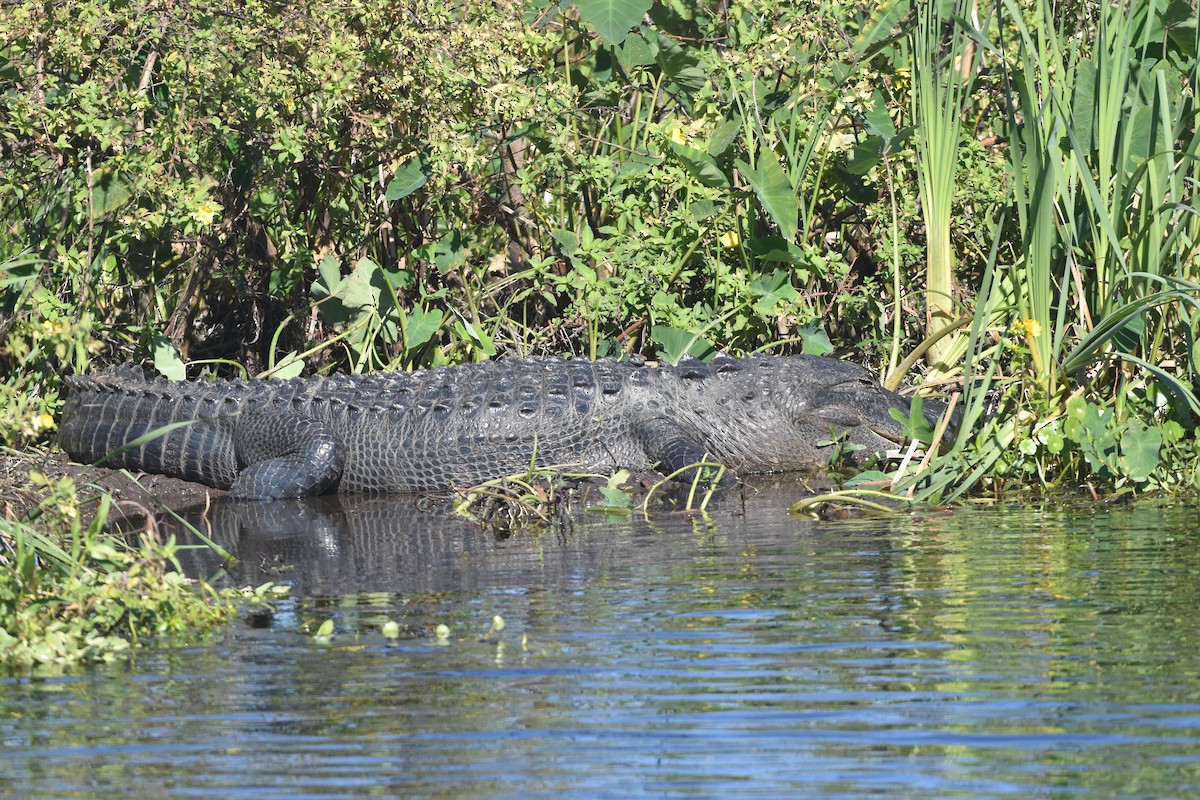 American Alligator - ML647387685