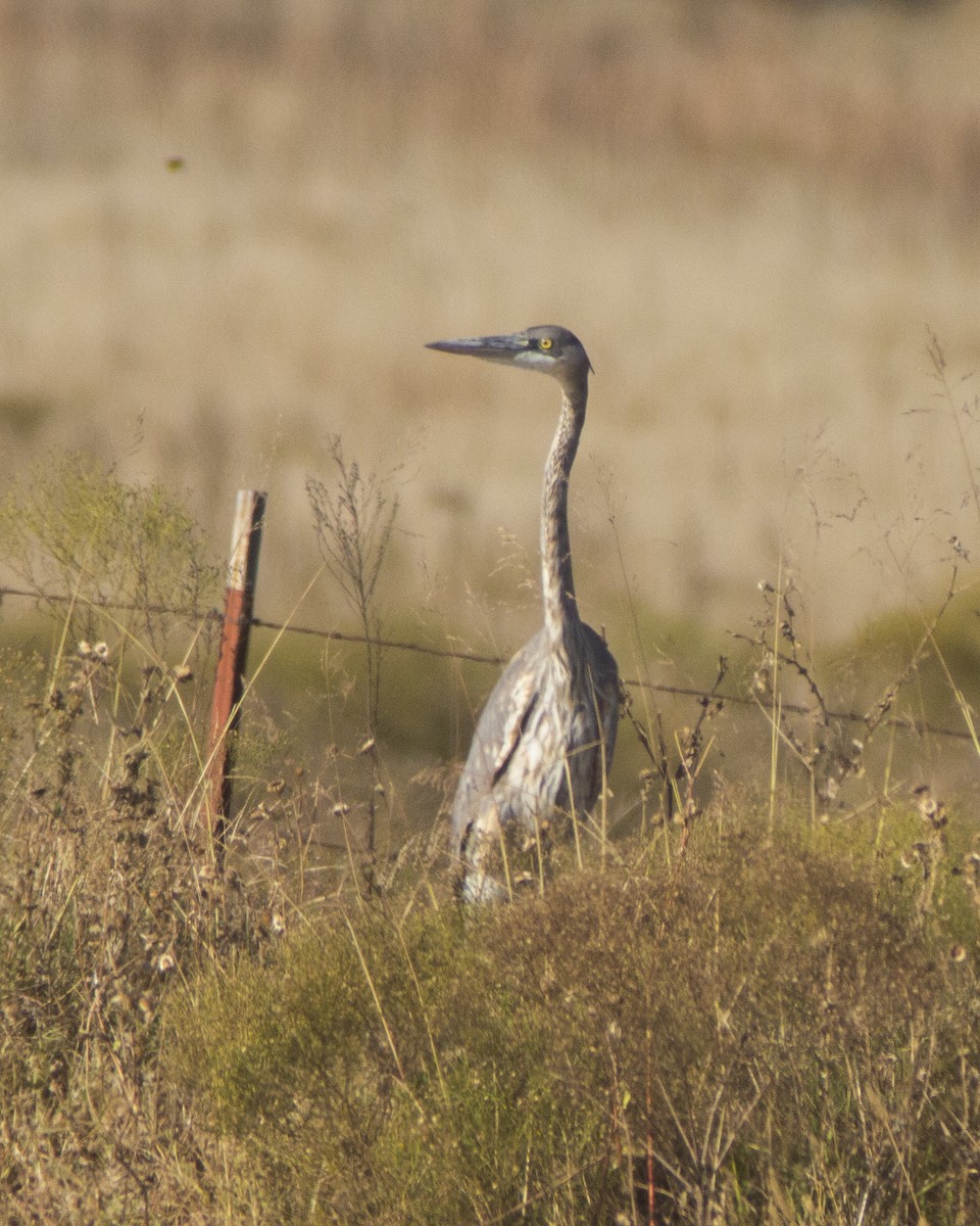 Great Blue Heron - ML647387686