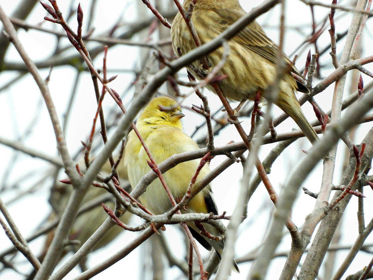 American Goldfinch - ML647387687