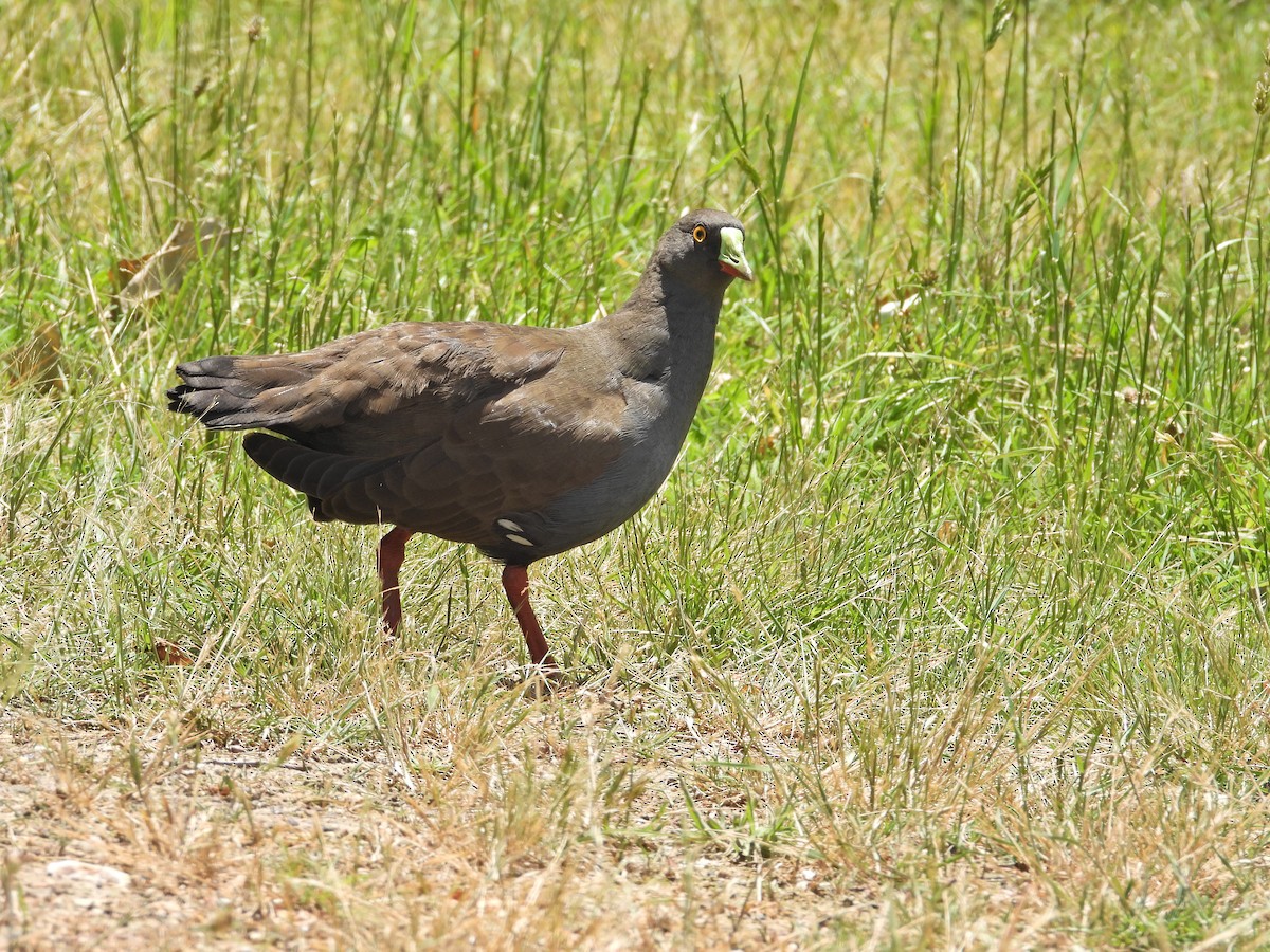 Black-tailed Nativehen - ML647387688