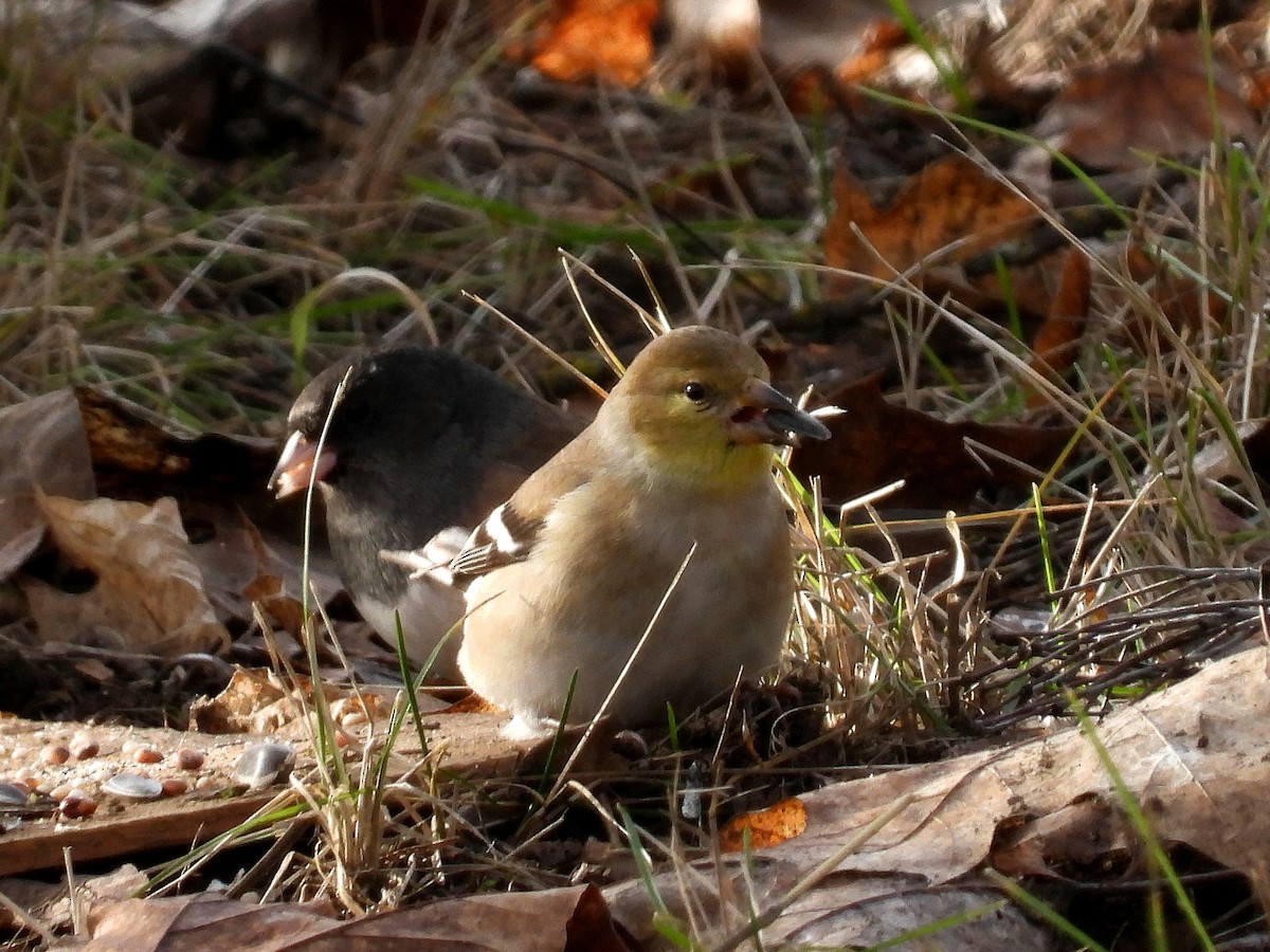 American Goldfinch - ML647387692