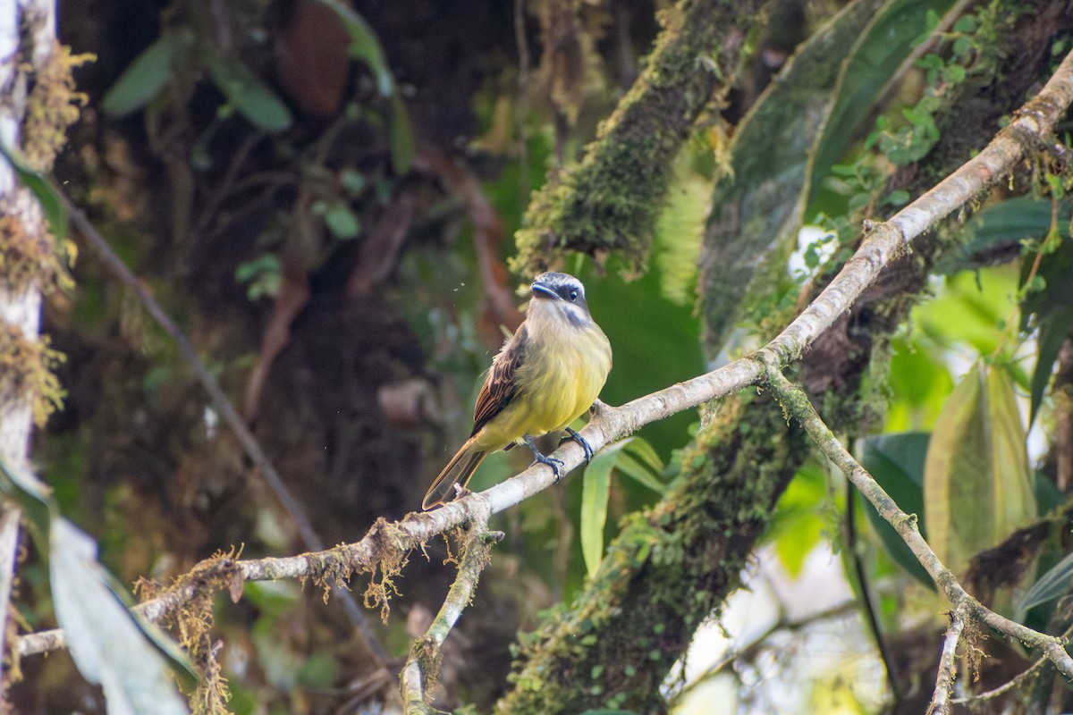 Golden-bellied Flycatcher - ML647387693