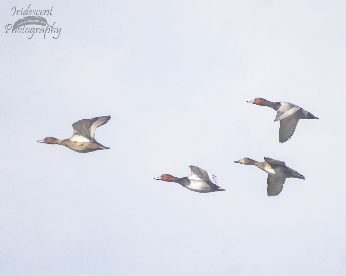 Redhead - ML647387694