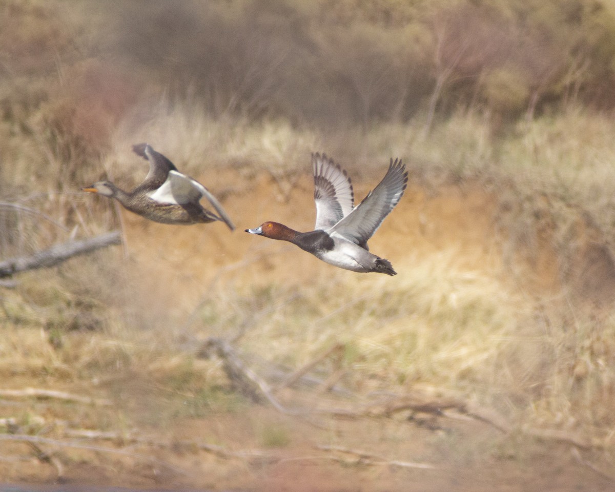 Redhead - ML647387695