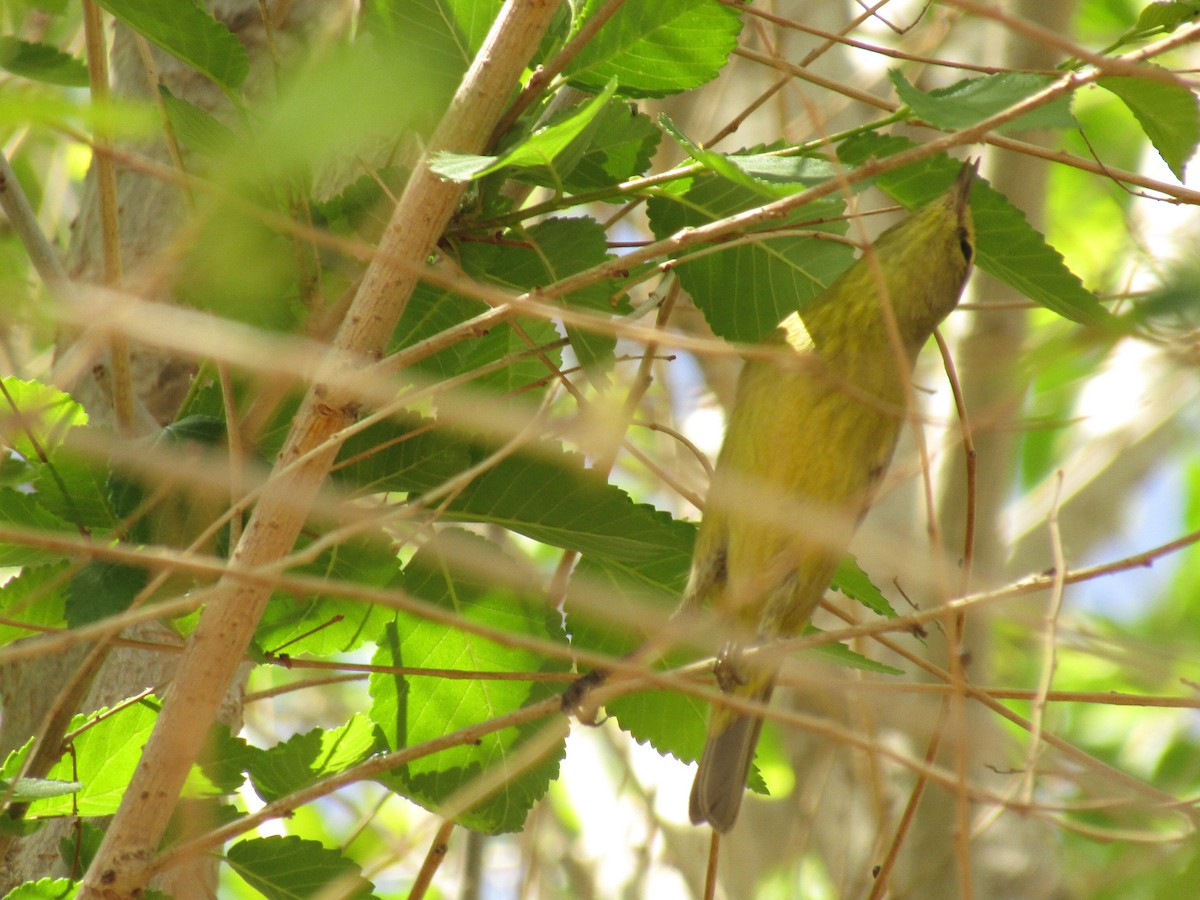 Orange-crowned Warbler - ML647387696