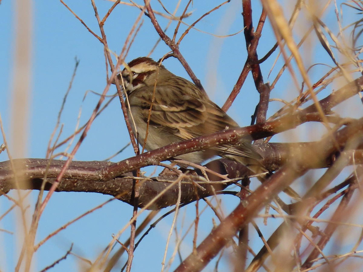 Lark Sparrow - ML647387697