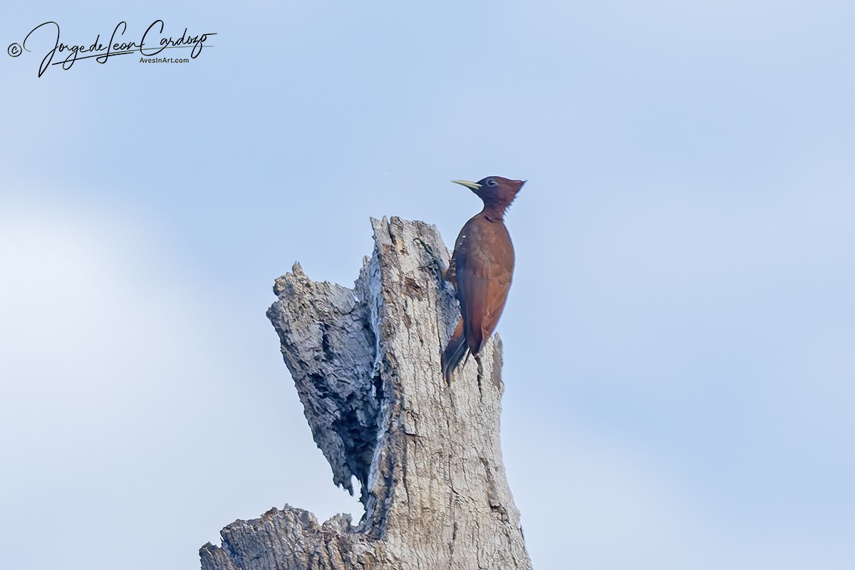 Chestnut Woodpecker - ML647387698