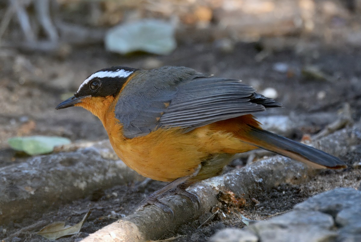 White-browed Robin-Chat - ML647387699