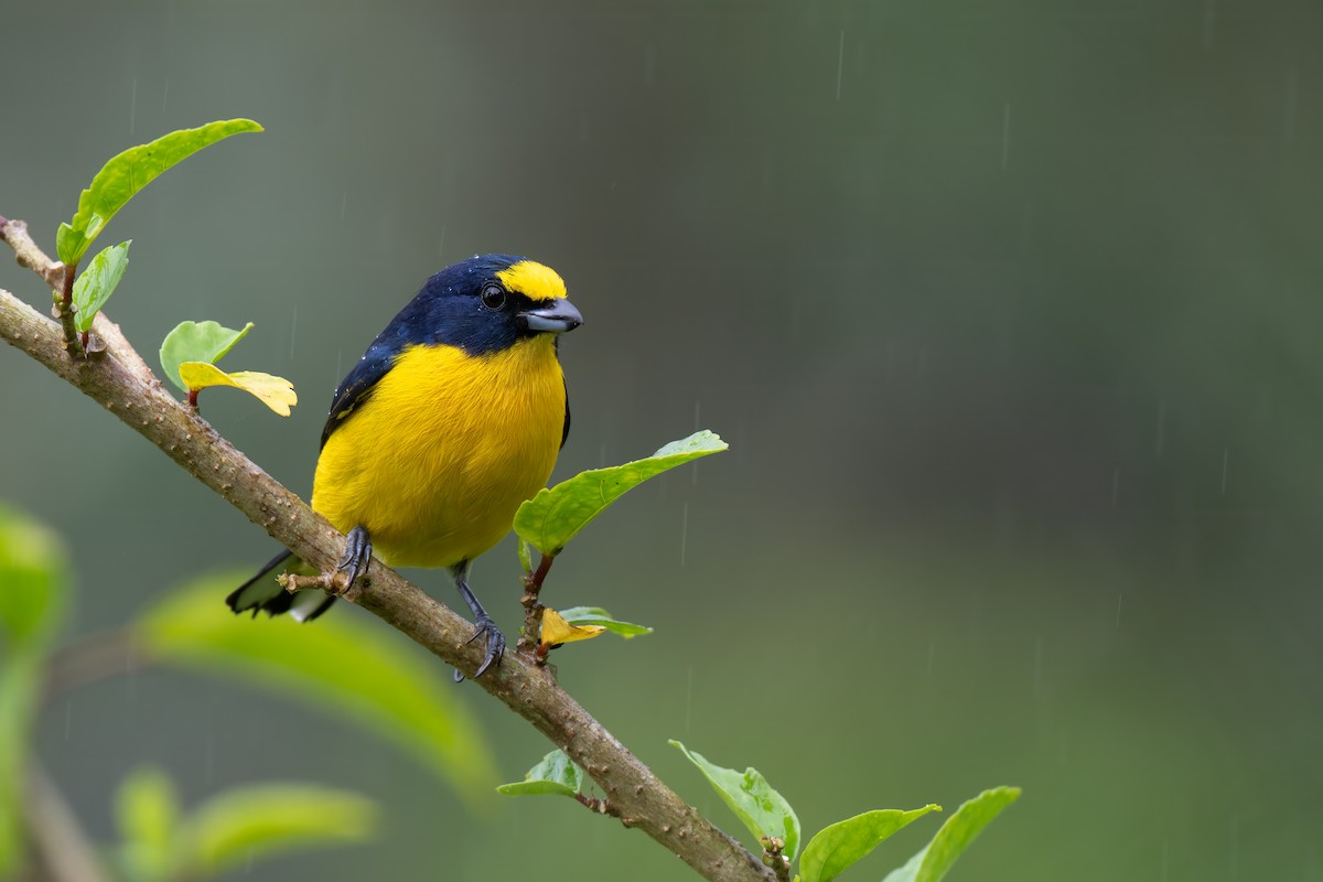 Yellow-throated Euphonia - ML647387700