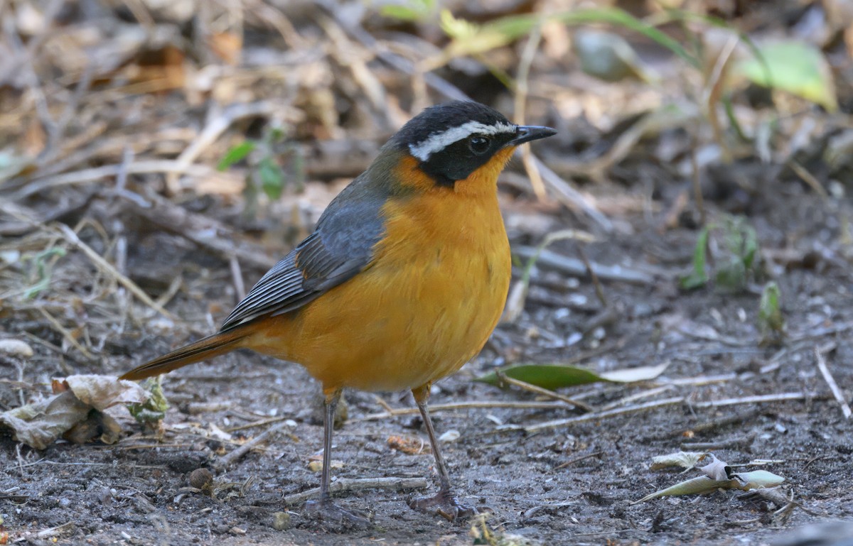 White-browed Robin-Chat - ML647387701