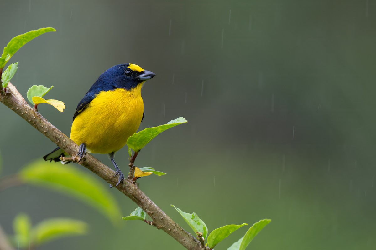 Yellow-throated Euphonia - ML647387702