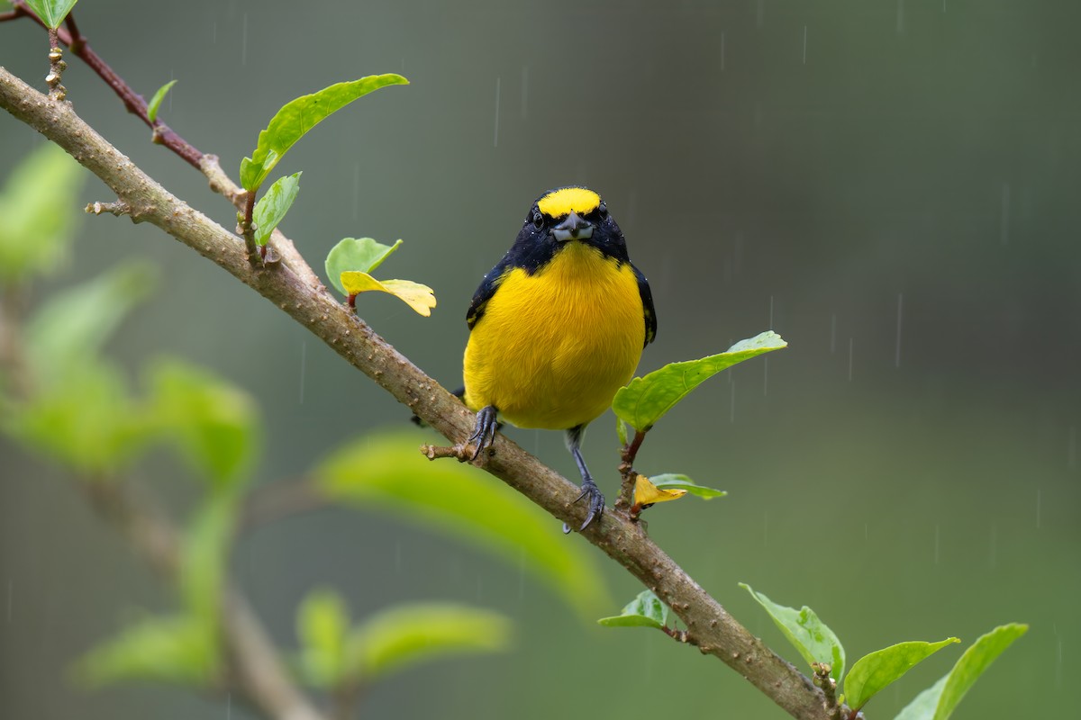 Yellow-throated Euphonia - ML647387703