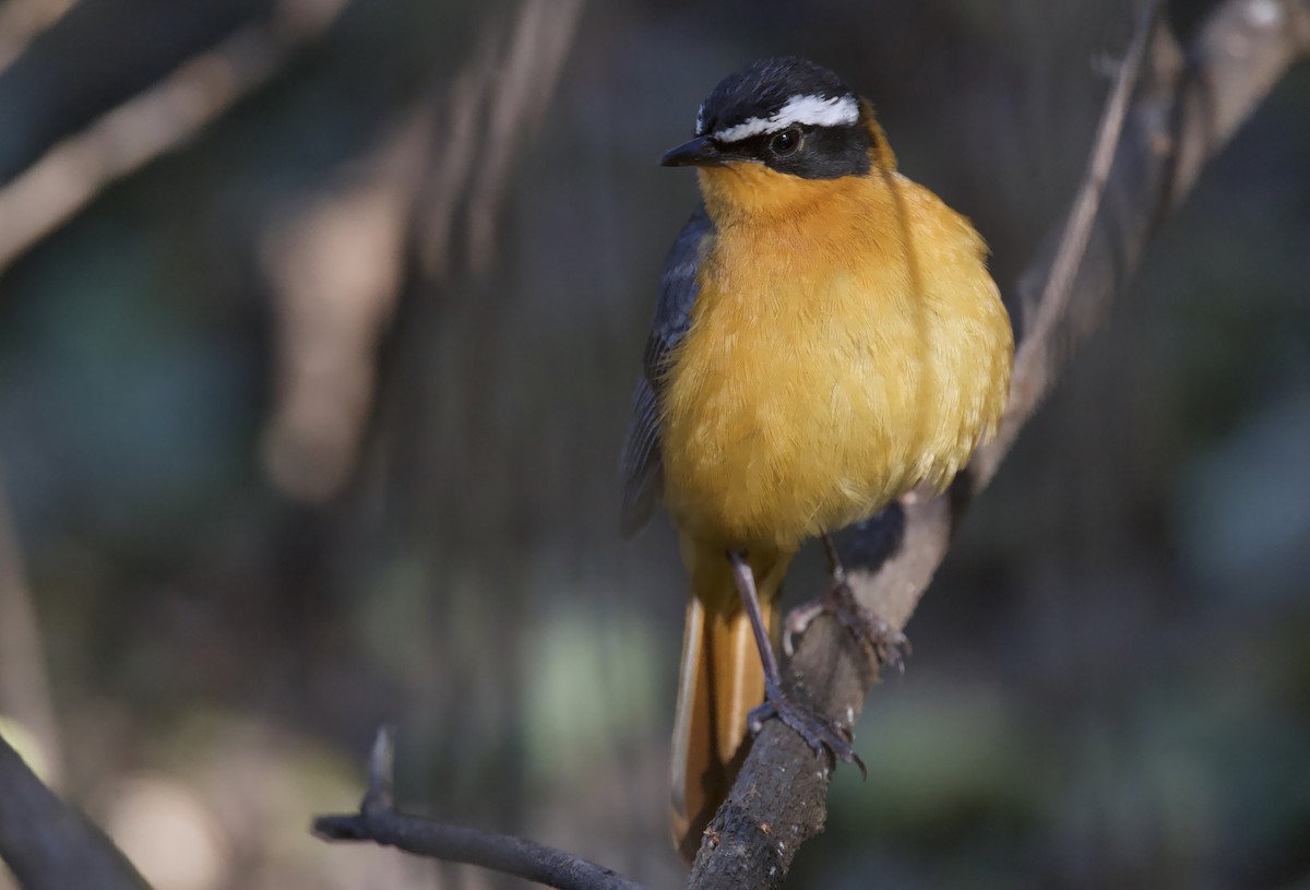 White-browed Robin-Chat - ML647387705