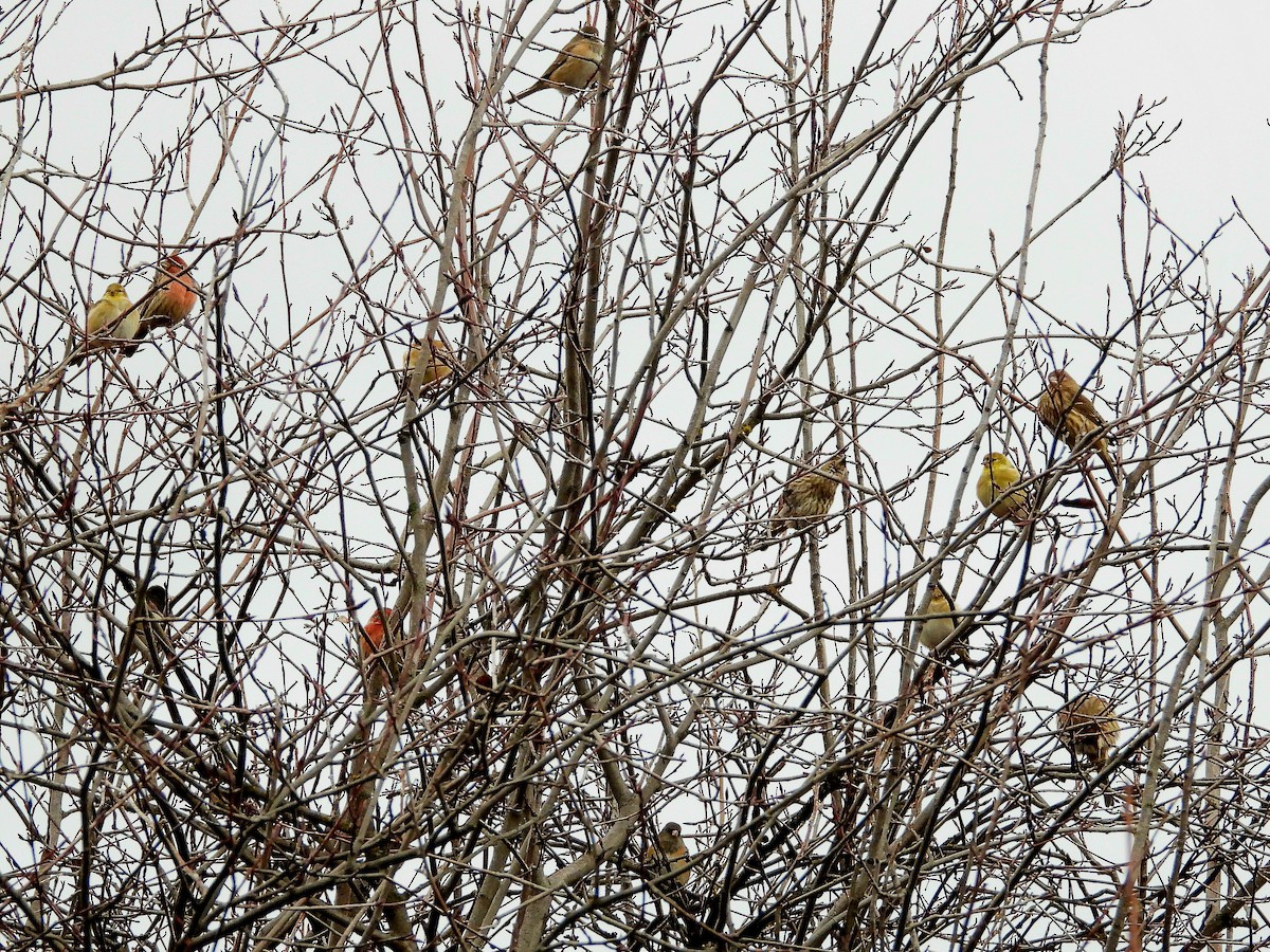 American Goldfinch - ML647387707