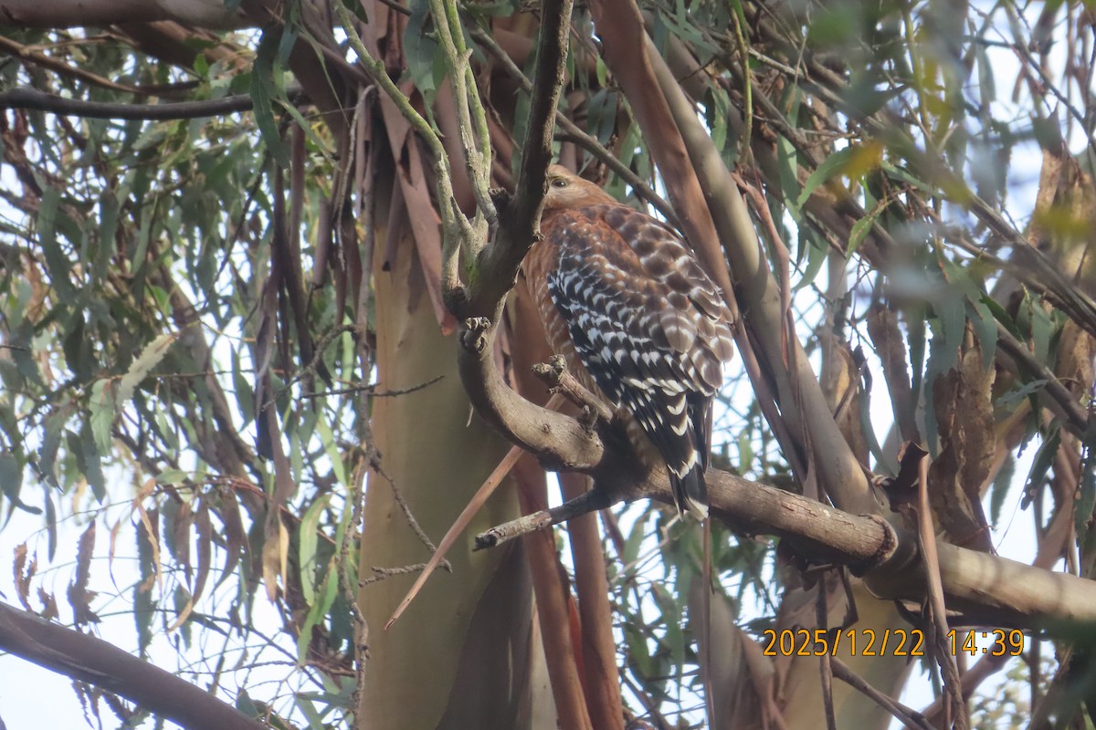 Red-shouldered Hawk - ML647387710