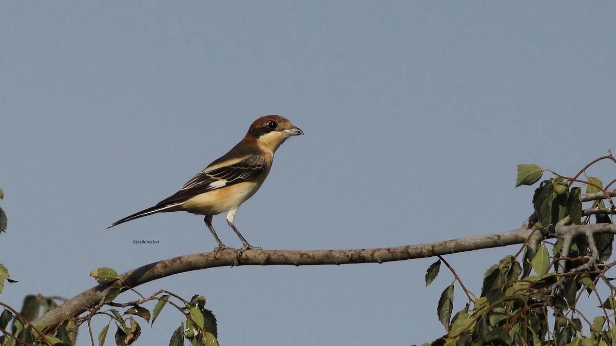 Woodchat Shrike - ML647387714