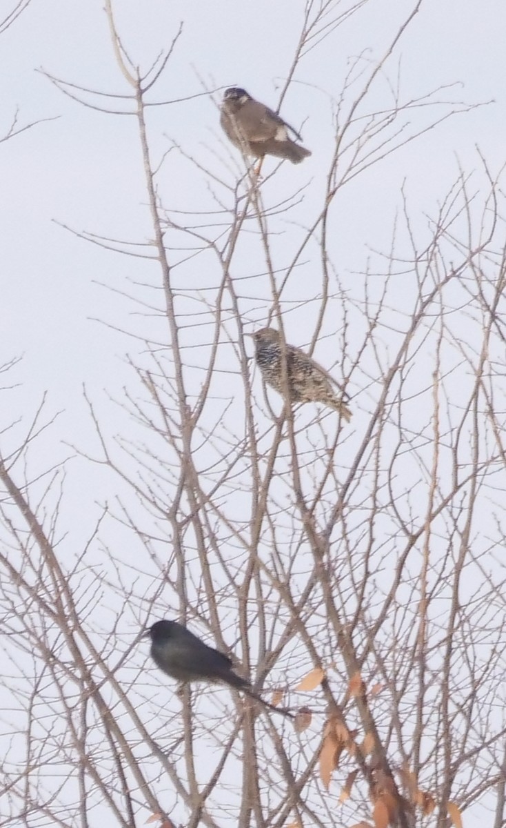 Шпак звичайний - ML647387731