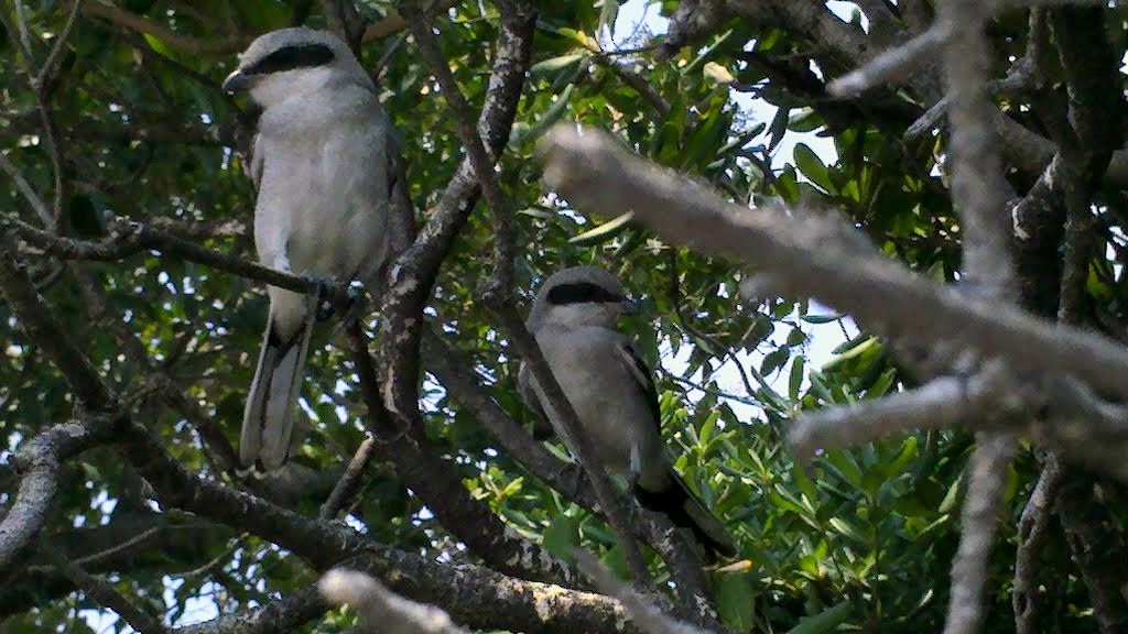 Loggerhead Shrike - ML647387742