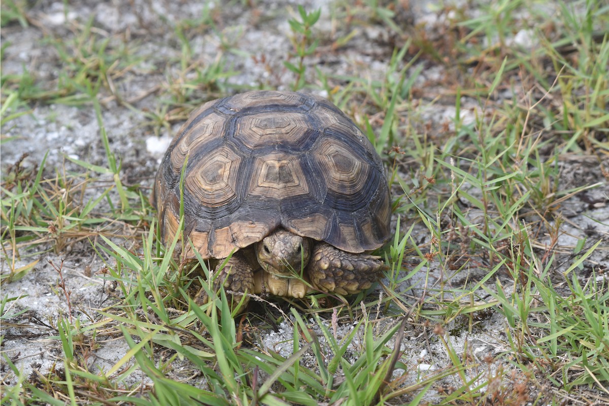 Gopher Tortoise - ML647387744