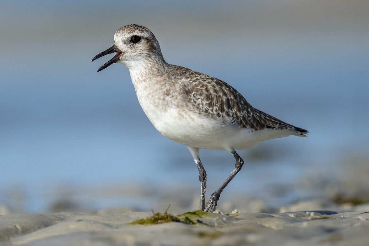 kulík bledý - ML647387745