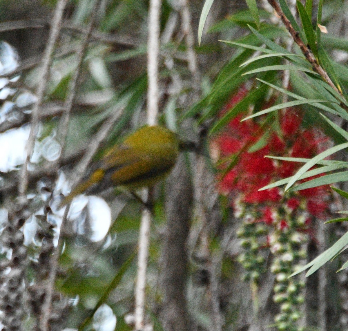 Green-tailed Sunbird - ML647387752