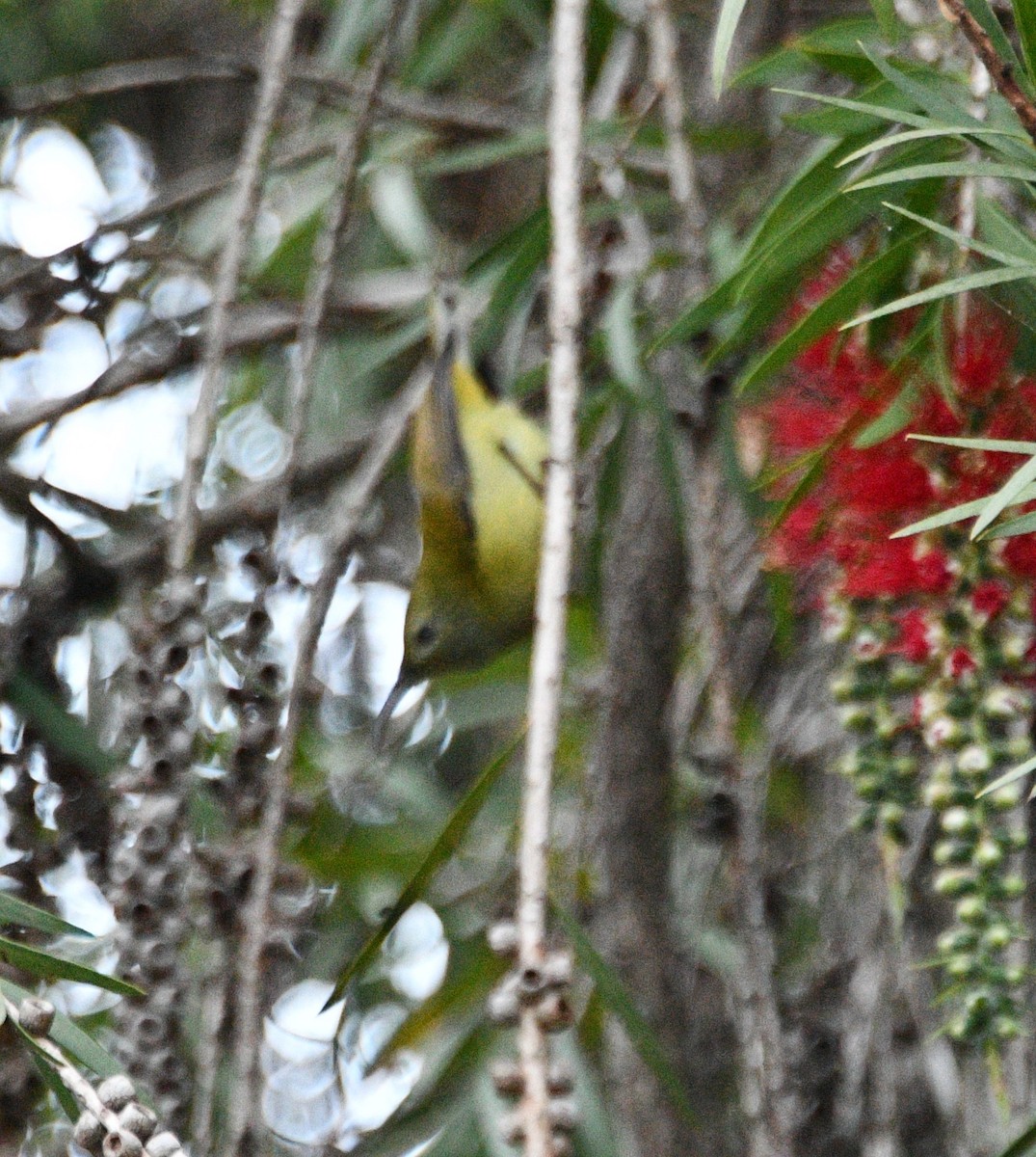 Green-tailed Sunbird - ML647387753