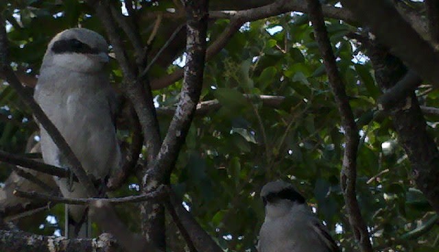 Loggerhead Shrike - ML647387767