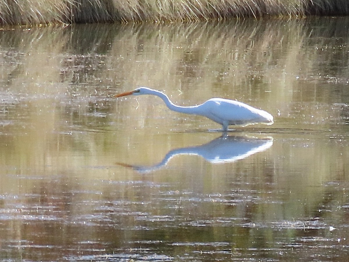 Большая белая цапля - ML647387768