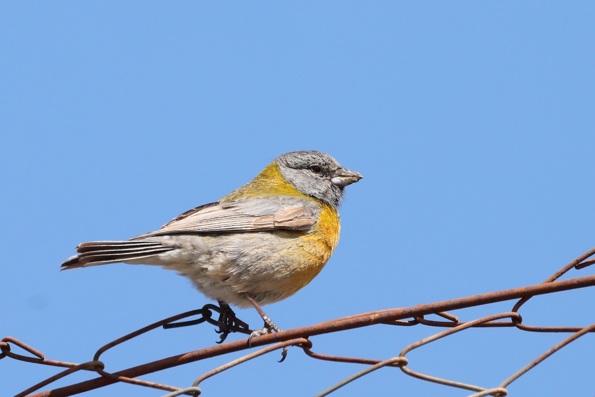 Gray-hooded Sierra Finch - ML647387773