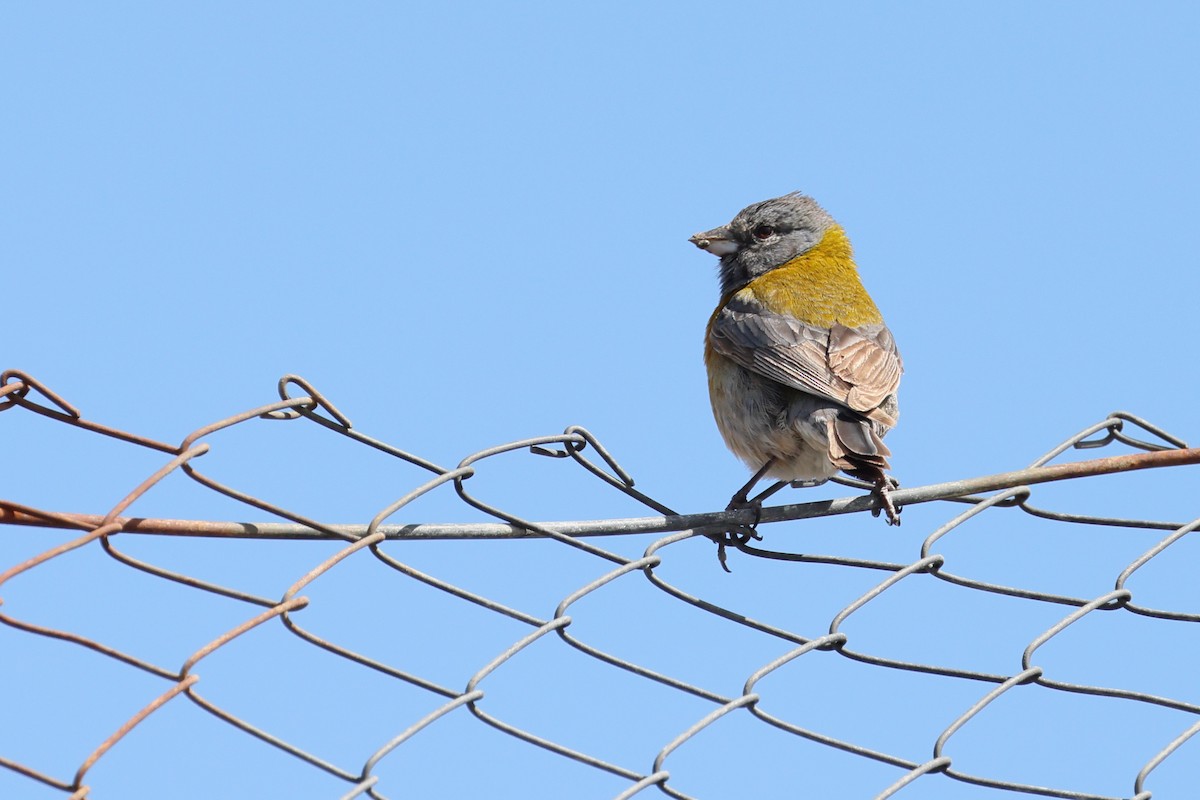 Gray-hooded Sierra Finch - ML647387777