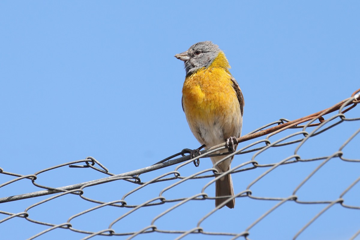 Gray-hooded Sierra Finch - ML647387783