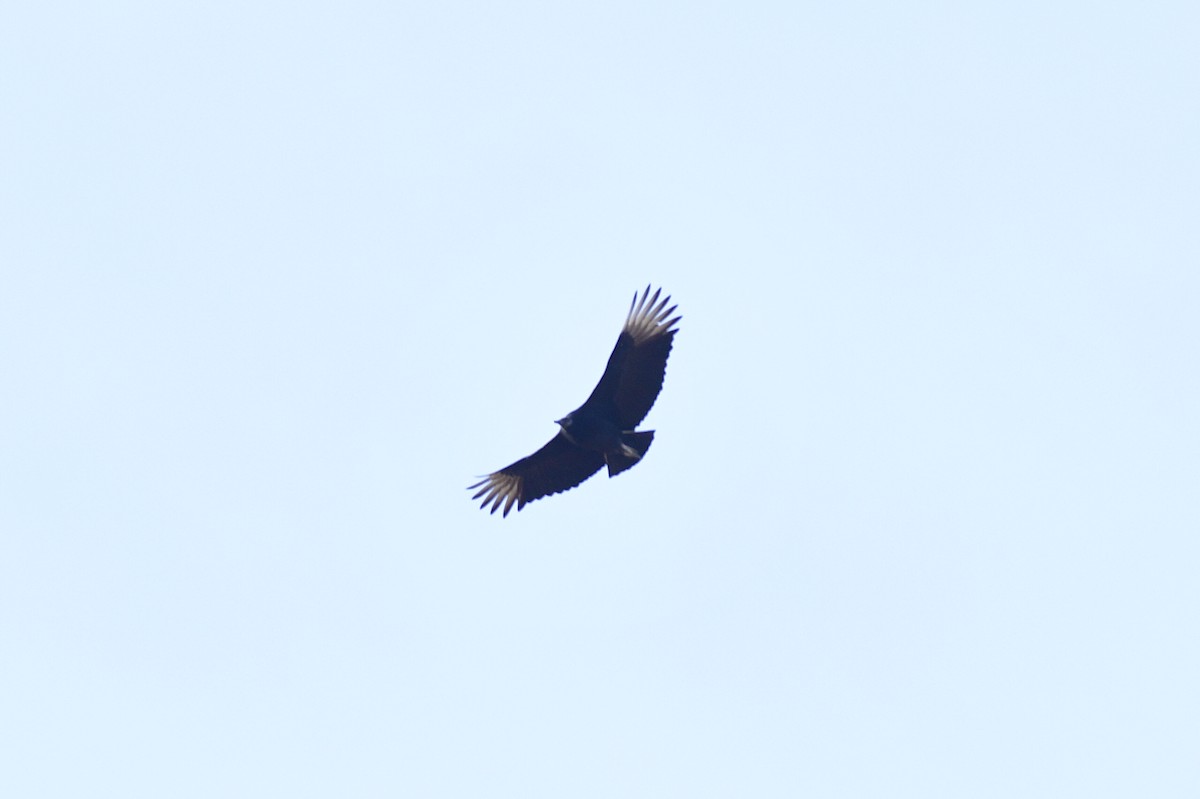 Black Vulture - ML647387785