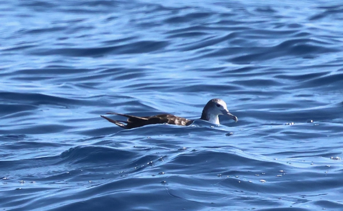 オオミズナギドリ - ML647387788