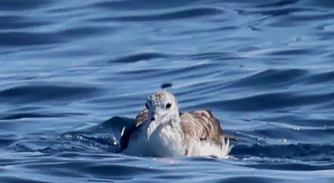 オオミズナギドリ - ML647387789