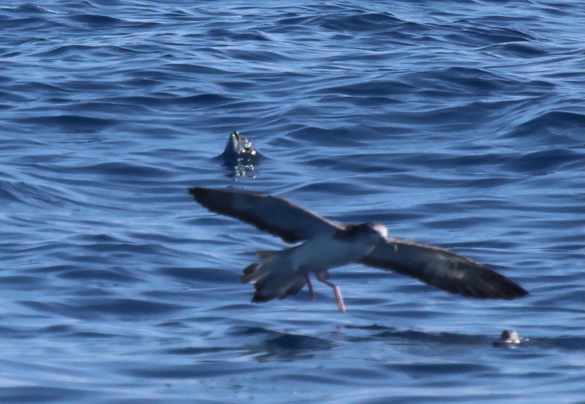 オオミズナギドリ - ML647387790