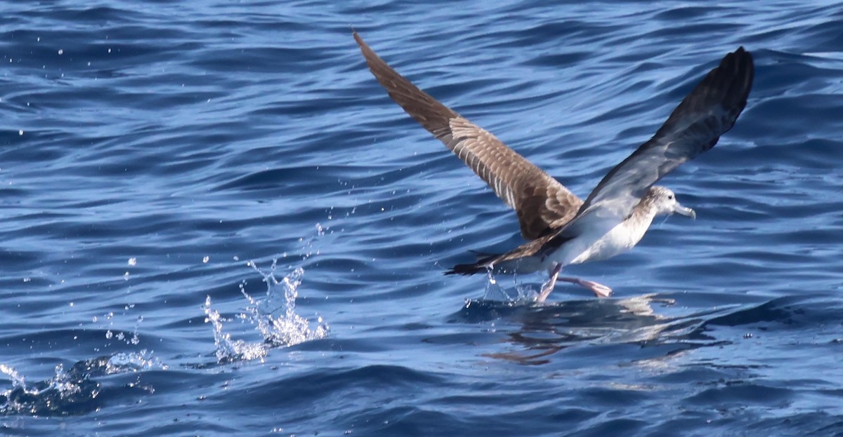 オオミズナギドリ - ML647387791