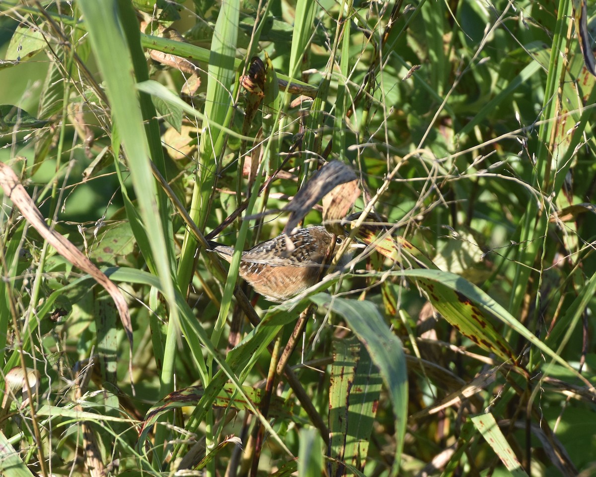 Sedge Wren - ML647387799