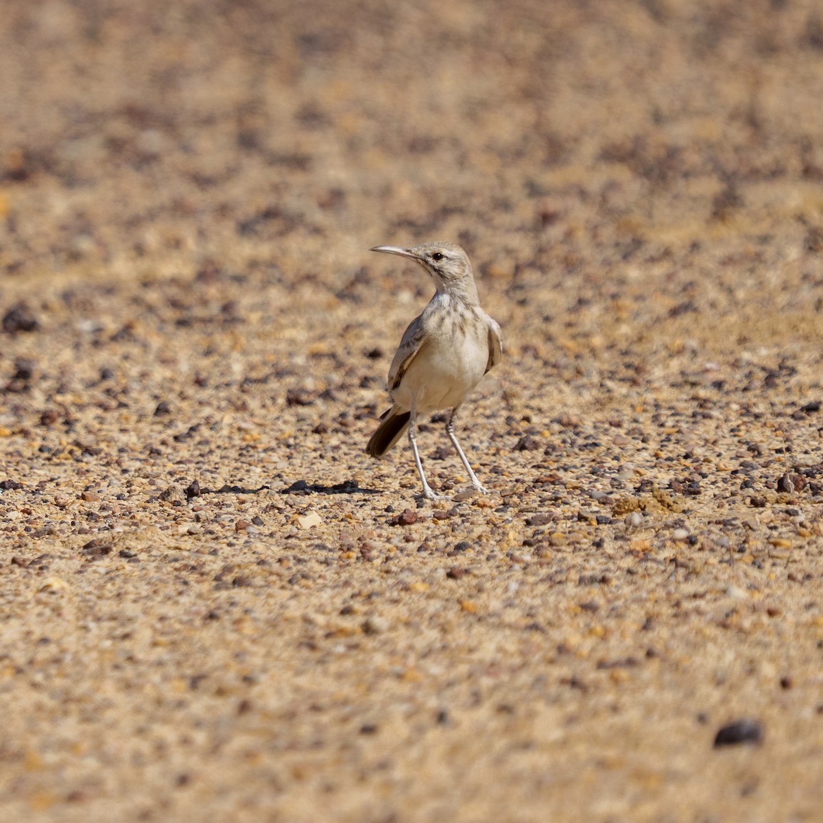 Greater Hoopoe-Lark - ML647387801